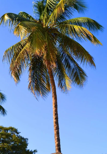 Tropical Palm Tree Beach Conakry Γουινέα — Φωτογραφία Αρχείου