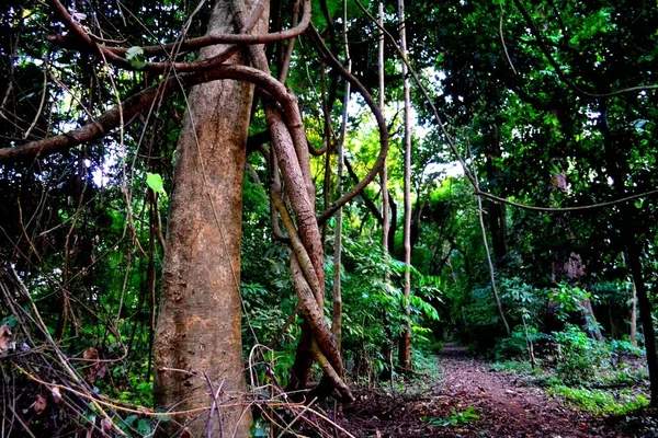 Enorme Tropische Boom Het Stadspark Conakry Guinee — Stockfoto