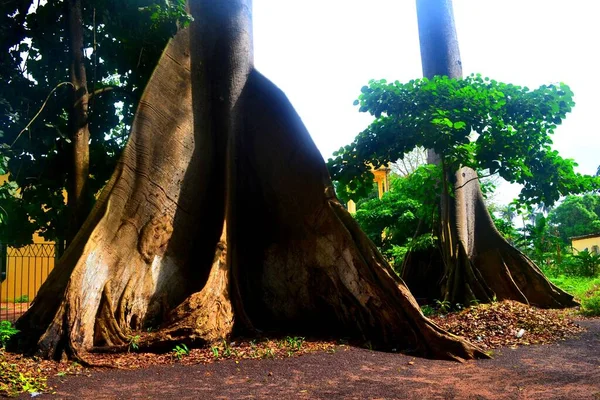 Enorme Tropische Boom Het Stadspark Conakry Guinee — Stockfoto