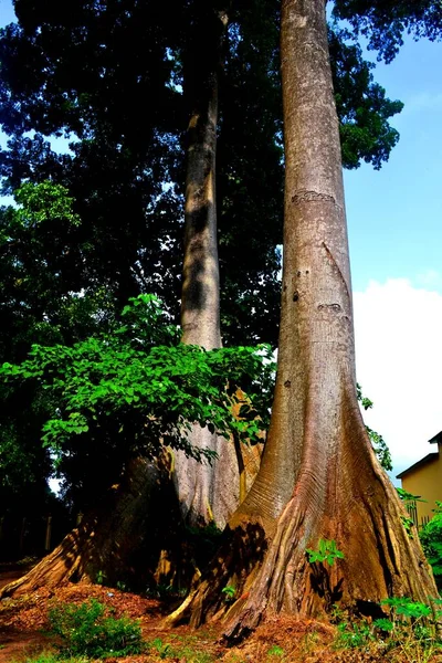 Enormt Tropiskt Träd Stadsparken Conakry Guinea — Stockfoto
