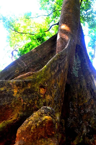 ギニア共和国の都市公園にある巨大な熱帯の木 — ストック写真