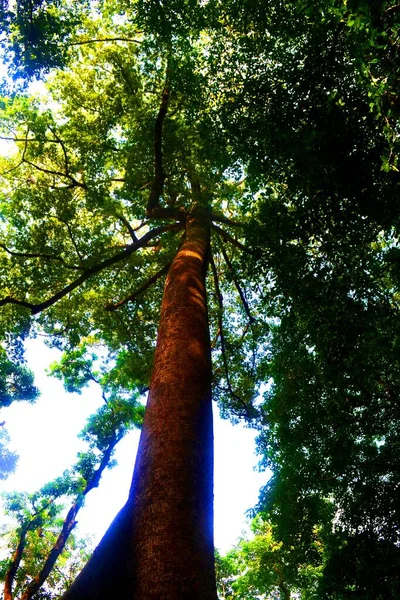 Enorme Tropische Boom Het Stadspark Conakry Guinee — Stockfoto