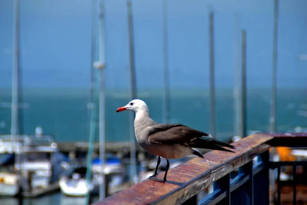 Carino Gabbiano Seduto Sulla Recinzione Nella Baia San Francisco California — Foto Stock