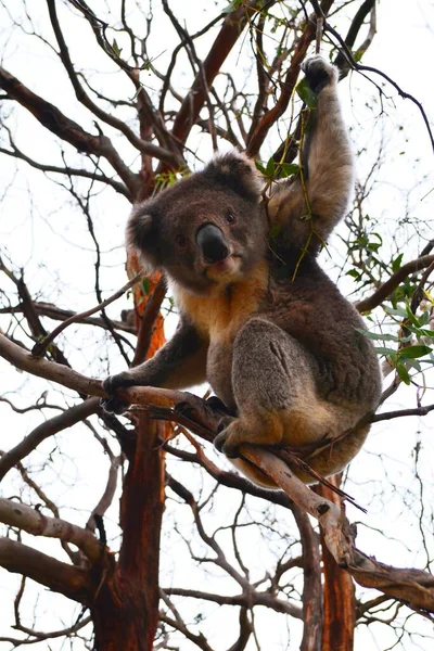 Ładny Brązowy Koala Drzewie Australia — Zdjęcie stockowe