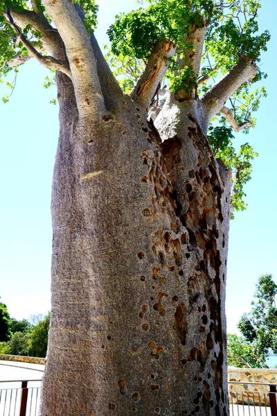 Botanisk Trädgård Perth Australien — Stockfoto