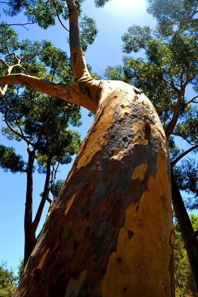 Botanisk Trädgård Perth Australien — Stockfoto