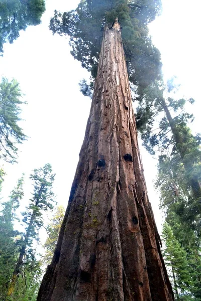 Indrukwekkende Sequoia Bomen Yosemite National Park Californië — Stockfoto