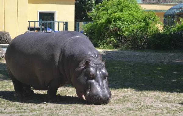 Enorme Hipopótamo Zoológico Viena Austria — Foto de Stock