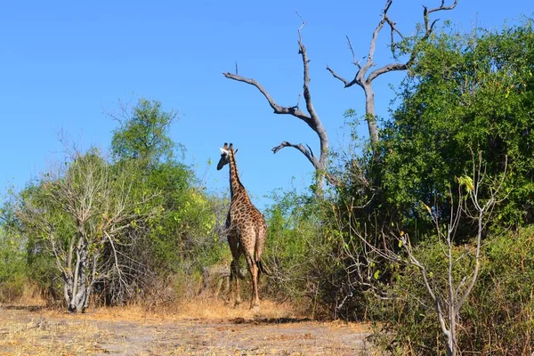 Una Giraffa Passeggiando Nel Parco Nazionale Chobe Botswana — Foto Stock
