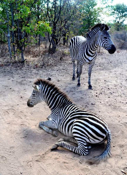 Beautiful Zebra Nature Zambia — Stock Photo, Image