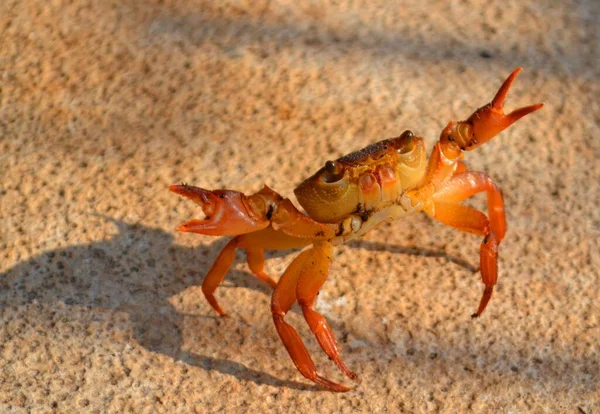Kleine Gelbe Krabbe Mit Krallen Nach Oben — Stockfoto