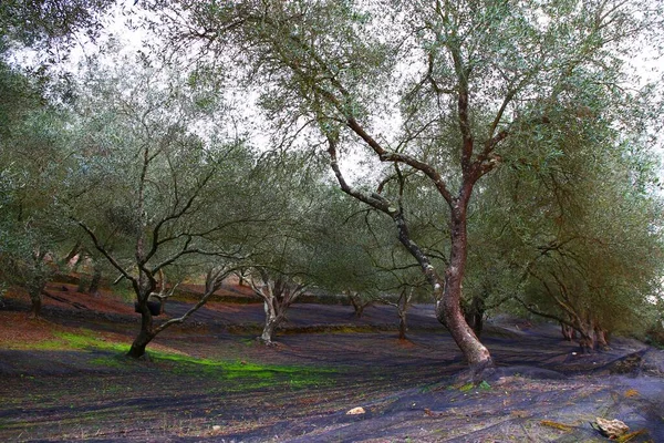 Yunanistan 'ın Korfu adasındaki güzel zeytin koruluğu