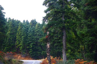 Kuzey Yunanistan 'da yeşil orman