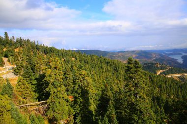 Kuzey Yunanistan 'da yeşil orman