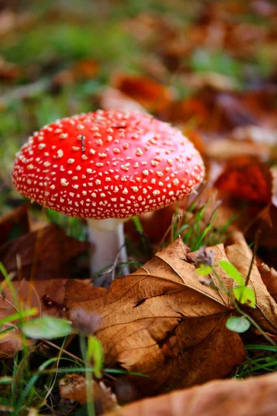 Cogumelo Venenoso Vermelho Entre Folhas — Fotografia de Stock