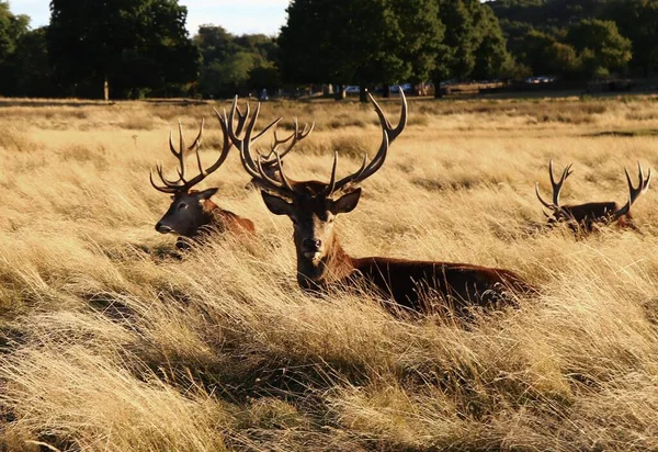 Beautiful Group Deer Richmond Park London United Kingdom — Stock Photo, Image