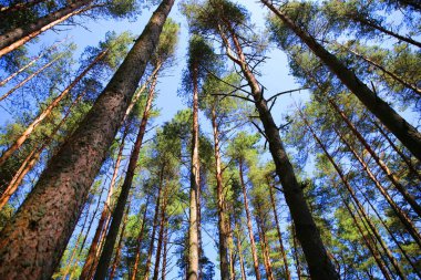 Litvanya 'nın Curonian Spit ormanındaki uzun ağaçlar