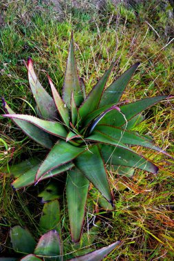 Etiyopya 'nın dağlık kesimlerindeki yeşil büyük aloe vera bitkisi, Lalibela