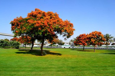 Dubai, Birleşik Arap Emirlikleri 'nde göz alıcı güzel bir ağaç.