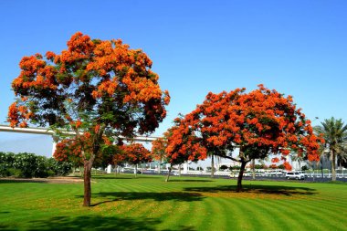 Dubai, Birleşik Arap Emirlikleri 'nde göz alıcı güzel bir ağaç.