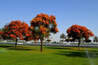 Dubai, Birleşik Arap Emirlikleri 'nde göz alıcı güzel bir ağaç.