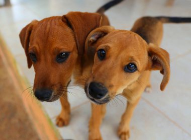 İki küçük sevimli köpek yavrusu