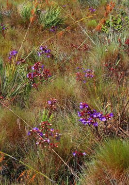 Brezilya 'da tropik yabani bitkiler