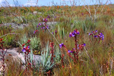 Brezilya 'da tropik yabani bitkiler
