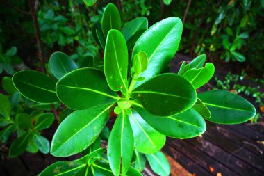 Karayipler 'deki en güzel yer Saint Lucia' daki Marigot Körfezi.