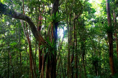 Karayipler 'deki en güzel yer Saint Lucia' daki Marigot Körfezi.