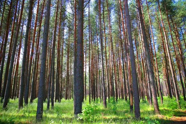 Tall trees in the forest of Curonian Spit, Lithuania