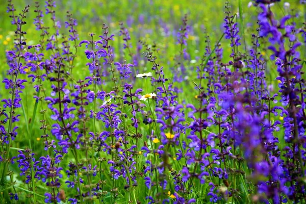 Beautiful Wild Flowers Forest Slovenia — Stock Photo, Image