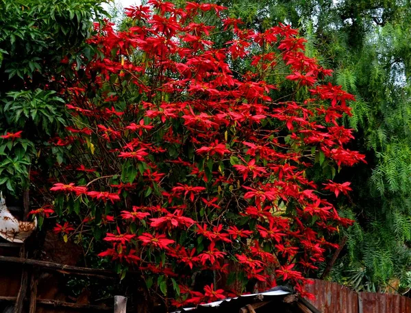 Червоне Листя Дерева Лалібелі Ефіопія — стокове фото