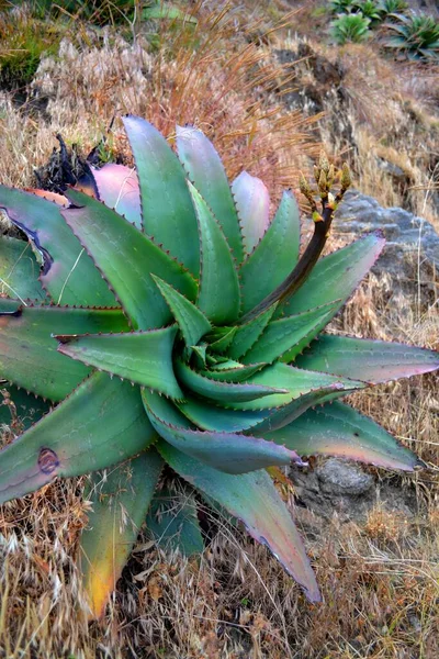 Grande Plante Verte Aloe Vera Dans Les Highlands Ethiopie Lalibela — Photo