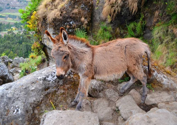 Animales Lindos Las Tierras Altas Lalibela Etiopía —  Fotos de Stock