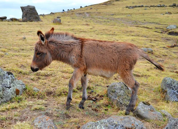 One Donkey Running Mountains Ethiopia — Stock Photo, Image