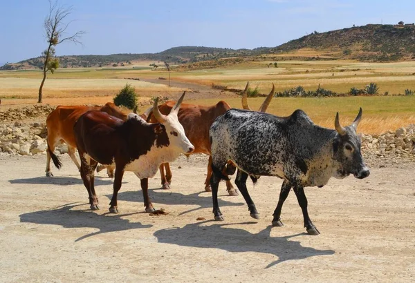 Caravana Animales Desierto Afar Etiopía —  Fotos de Stock