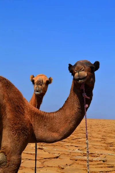 Danakil Depresyonunda Develer Etiyopya — Stok fotoğraf