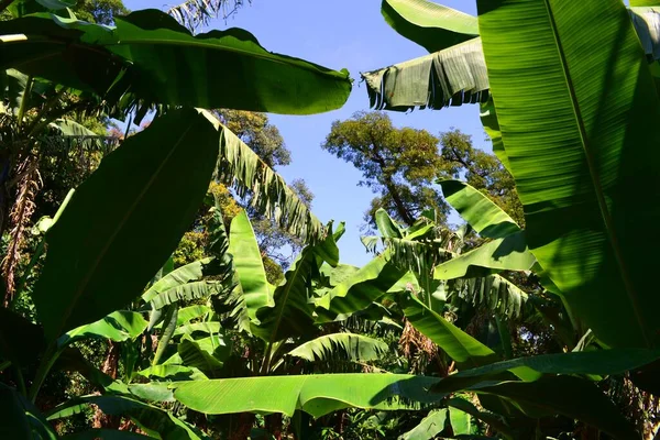 Fruits Verts Banane Sur Arbre — Photo