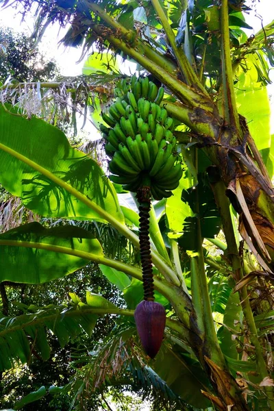 Frutas Plátano Verde Árbol — Foto de Stock