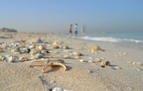 Krásné Mušle Pláži Dubaji Jumeirah — Stock fotografie