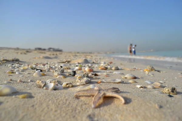 Beaux Coquillages Sur Plage Dubaï Jumeirah — Photo