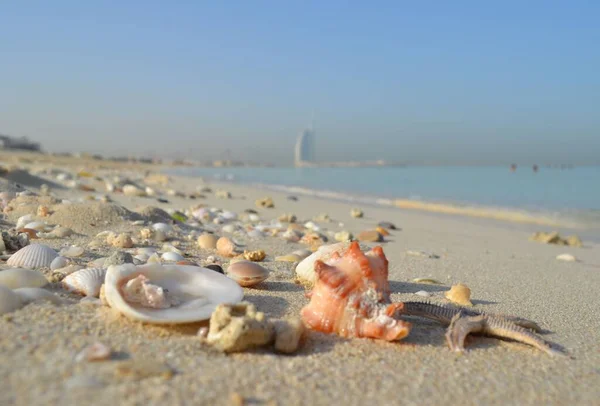 Krásné Mušle Pláži Dubaji Jumeirah — Stock fotografie