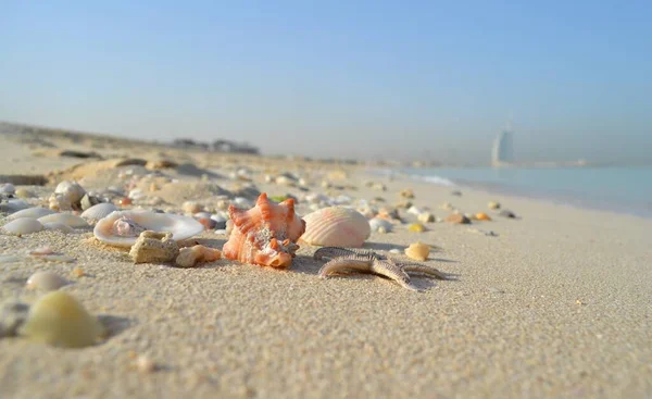 Beaux Coquillages Sur Plage Dubaï Jumeirah — Photo