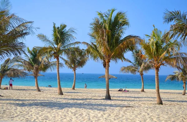 Palmbomen Het Strand Mamzar Park Dubai — Stockfoto