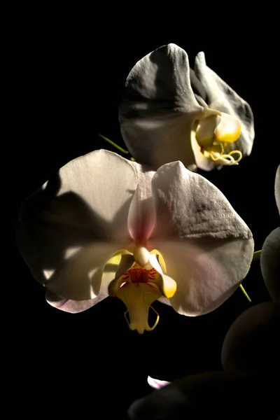 Bílá Orchidej Detailní Záběr Tmavým Pozadím — Stock fotografie