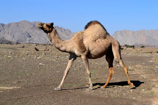Jeden Pustynny Wielbłąd Hatta Zjednoczone Emiraty Arabskie — Zdjęcie stockowe