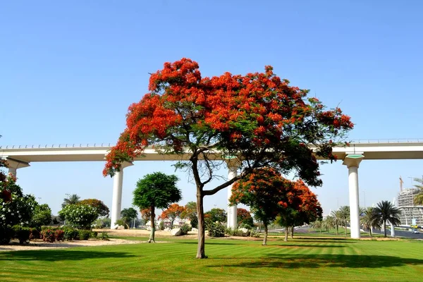 Bela Árvore Flamboyant Dubai Emirados Árabes Unidos — Fotografia de Stock