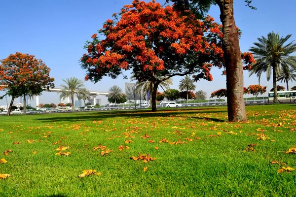 Bela Árvore Flamboyant Dubai Emirados Árabes Unidos — Fotografia de Stock
