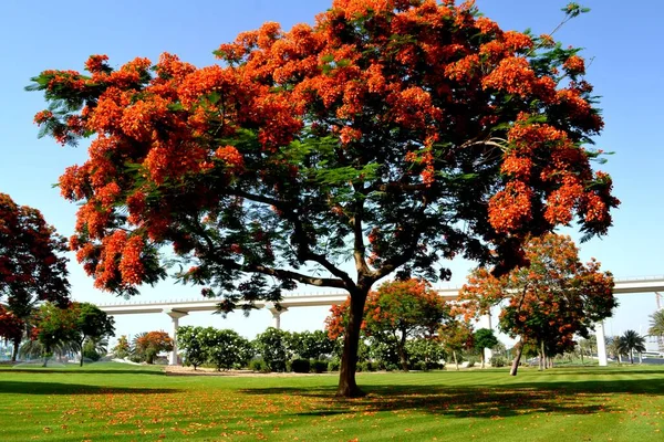 Bela Árvore Flamboyant Dubai Emirados Árabes Unidos — Fotografia de Stock